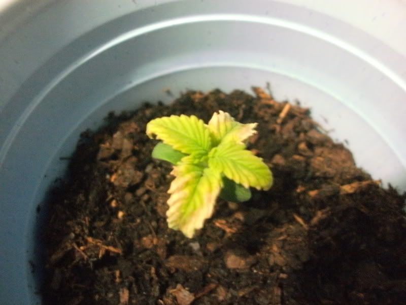 Day14-PlantProblem.jpg