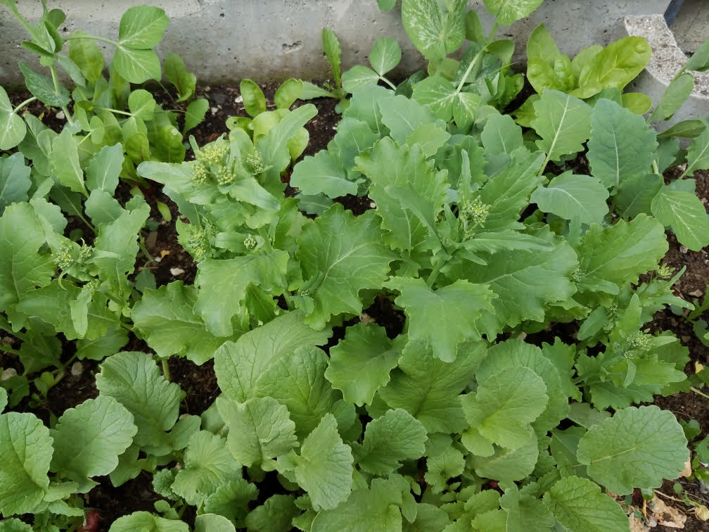 garden-J04302021.jpg