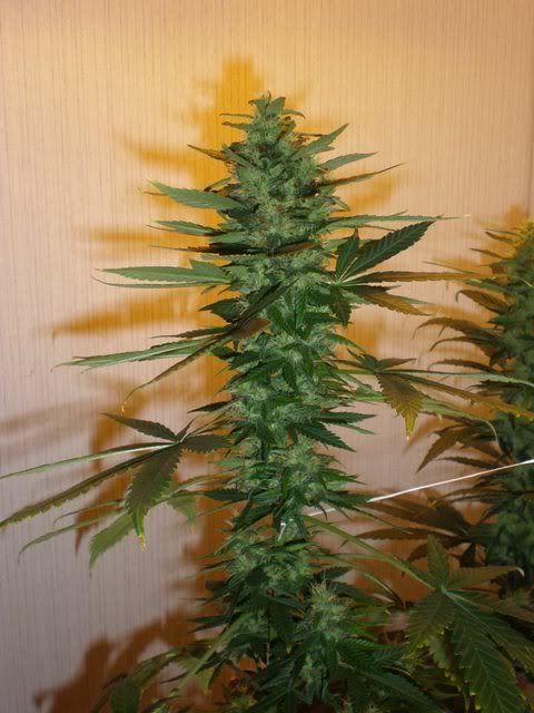 PC200168.jpg