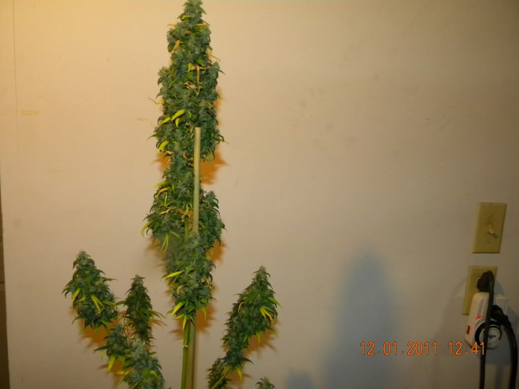 DSCN3082.jpg