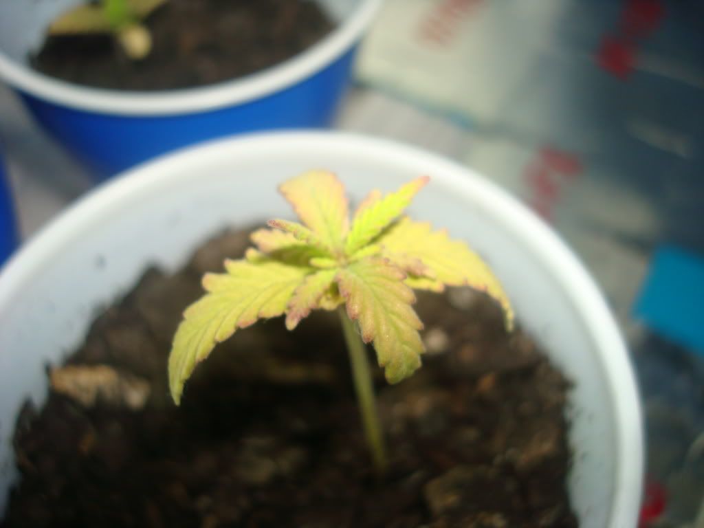 DSC01575.jpg