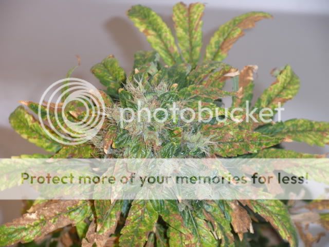 DSCN1285.jpg