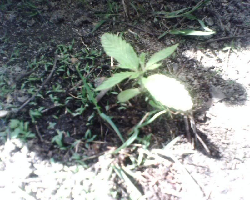 IMG00083.jpg