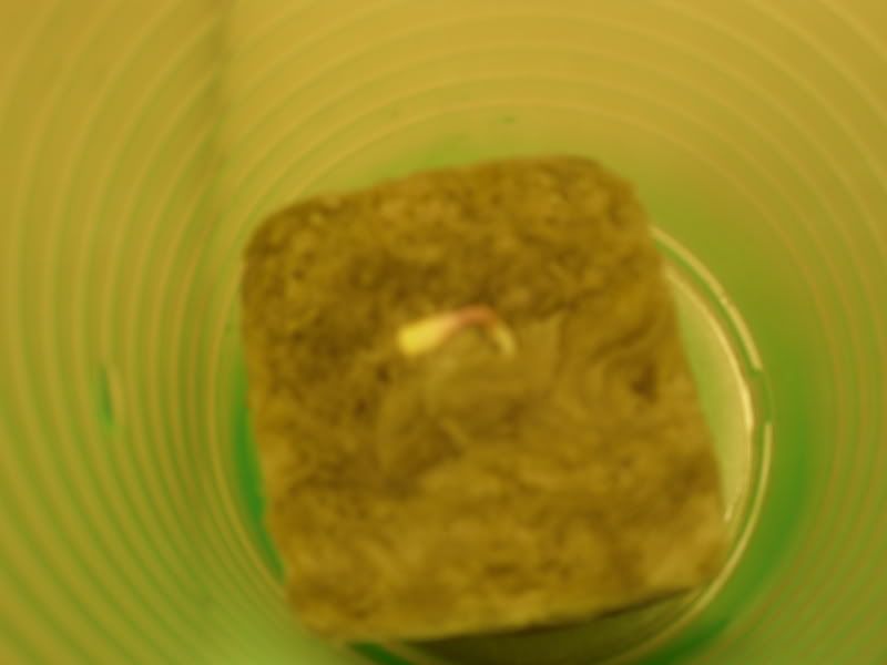 SDC10548.jpg
