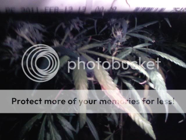 grow2.jpg