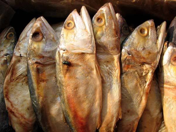dried-fish.jpg