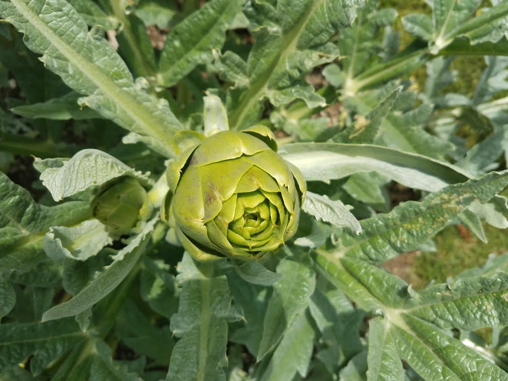 05082021gardenb.jpg
