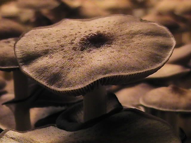B0000279.jpg