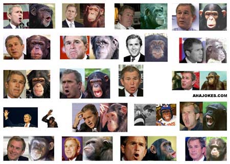bushmonkey.jpg