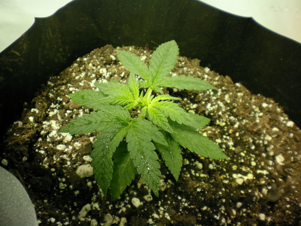 10-11-11006.jpg