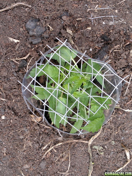 Outside_grow_17_7_13_1_.jpg