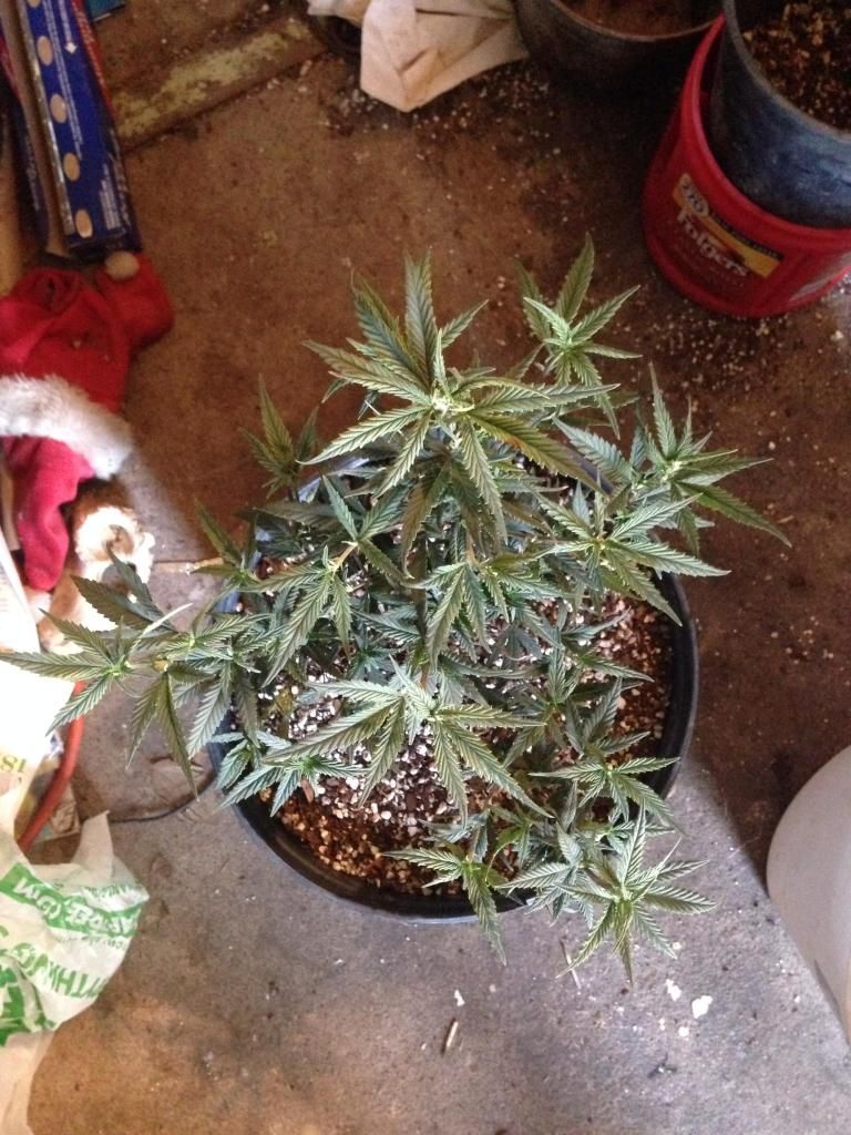 image_zps081428cc.jpg