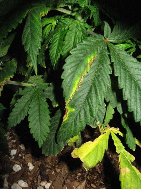 Plants2.jpg