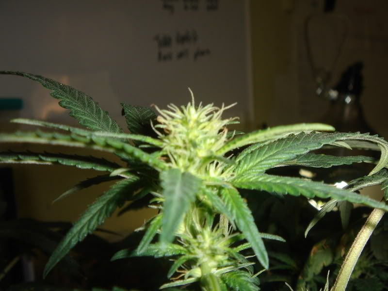 10-4-08014.jpg