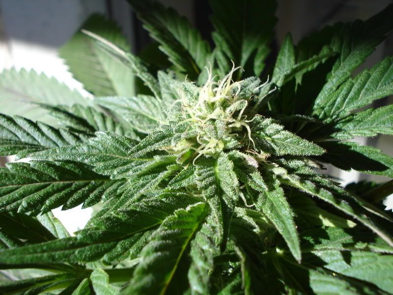 plant027.jpg