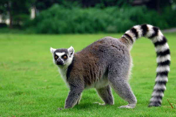 Lemur_Playing_On_The_Grass_600.jpg