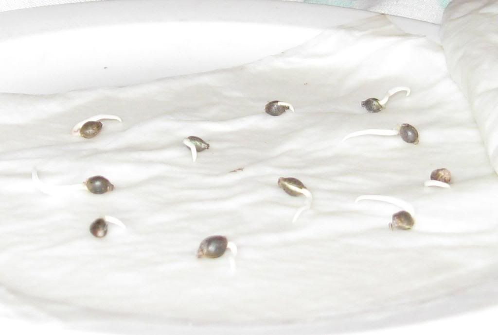 seedsupclose.jpg