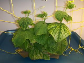 cuke13001.jpg