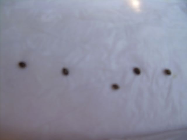 FirstGrow002.jpg