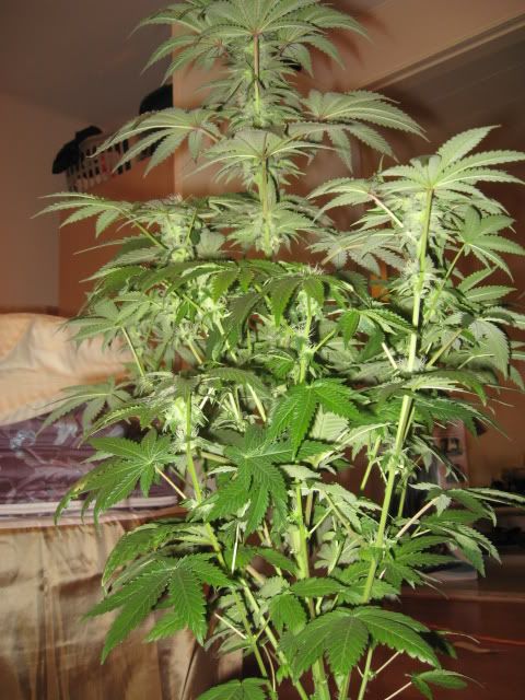 Plants008.jpg