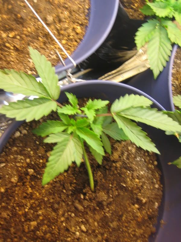 plants007.jpg