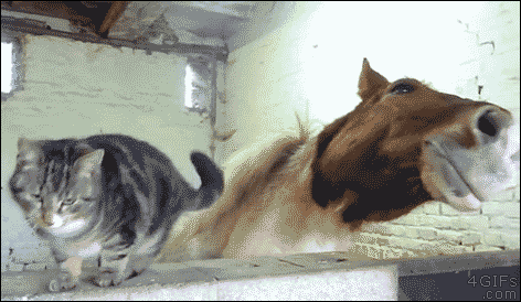 tumblr_o54orwI8rQ1slwrsuo1_500.gif