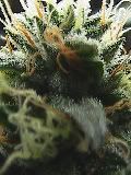 6-21-09040-1-1.jpg