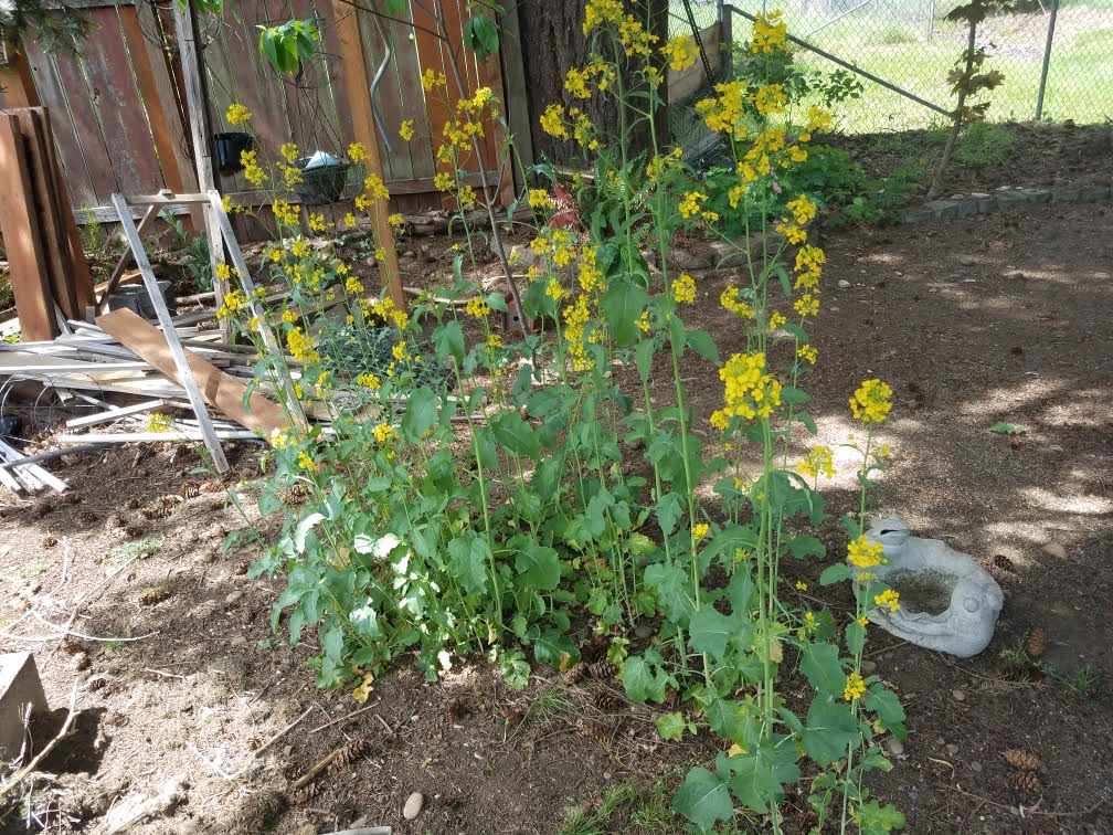 05082021gardenh.jpg