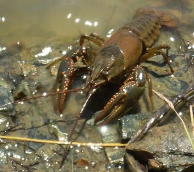crawdad1.jpg