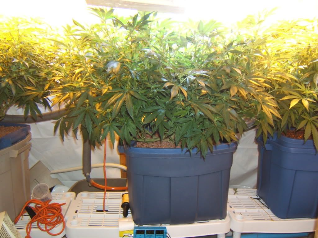 FlowerDay11Pro.jpg