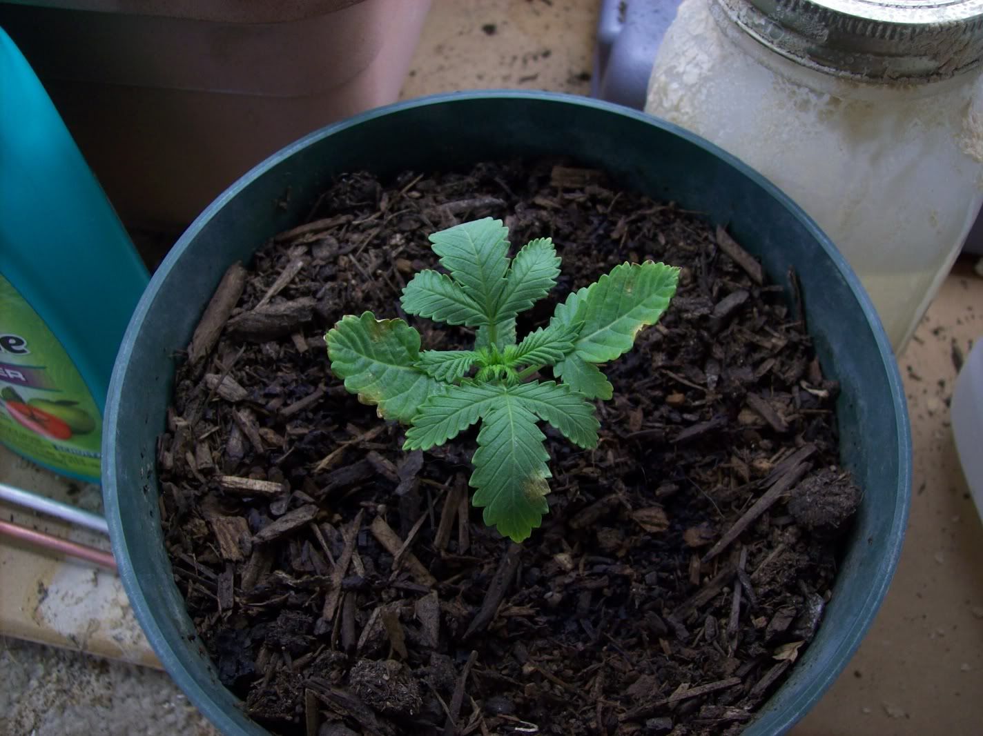 growproblems001.jpg