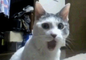 bXEcr96oNPllu.gif