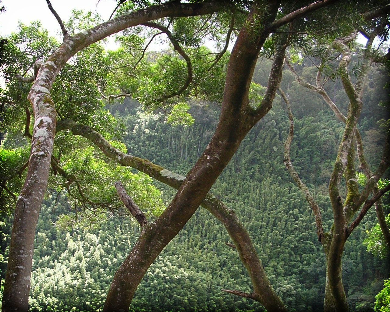 Acacia-confusa-Tree-bg.jpg
