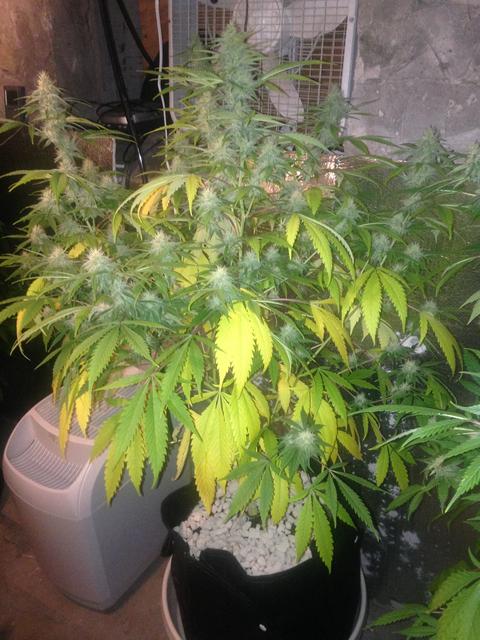 4_9_GFC_7g_SIPS.jpg