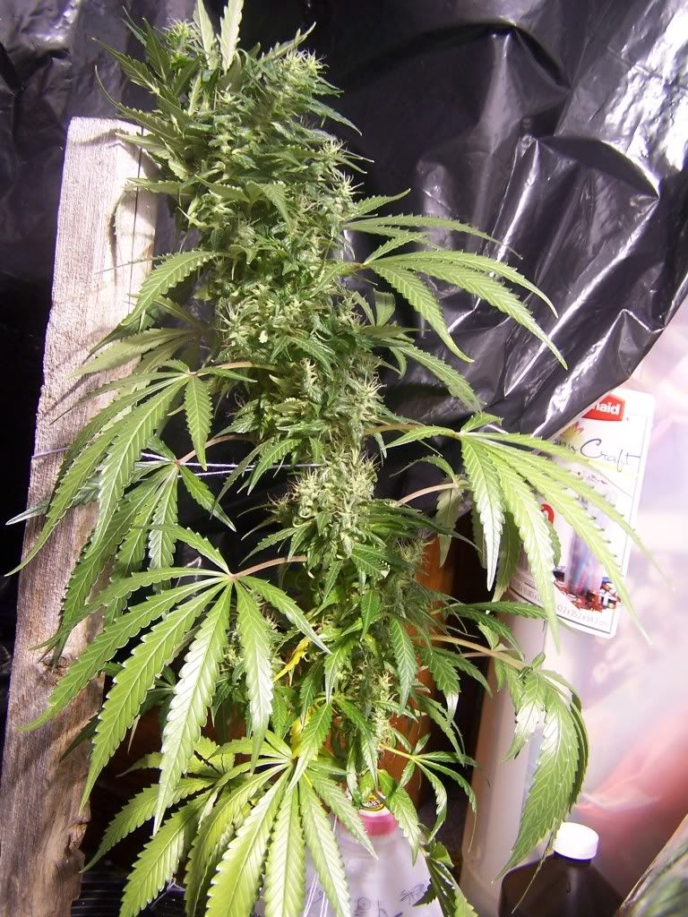 July21picsofcrop004.jpg
