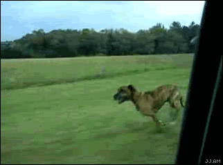 1230468396300.gif
