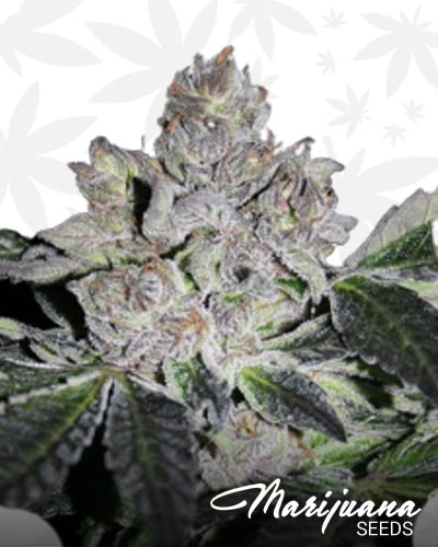 www.marijuanaseeds.com