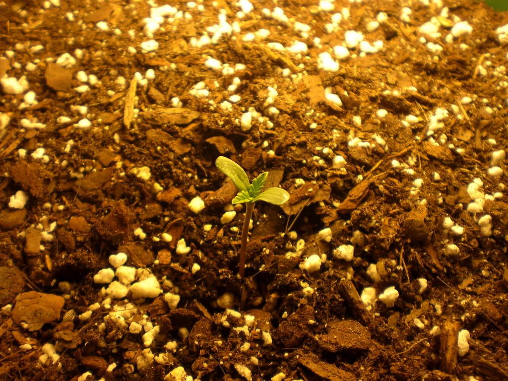 Grow116.jpg