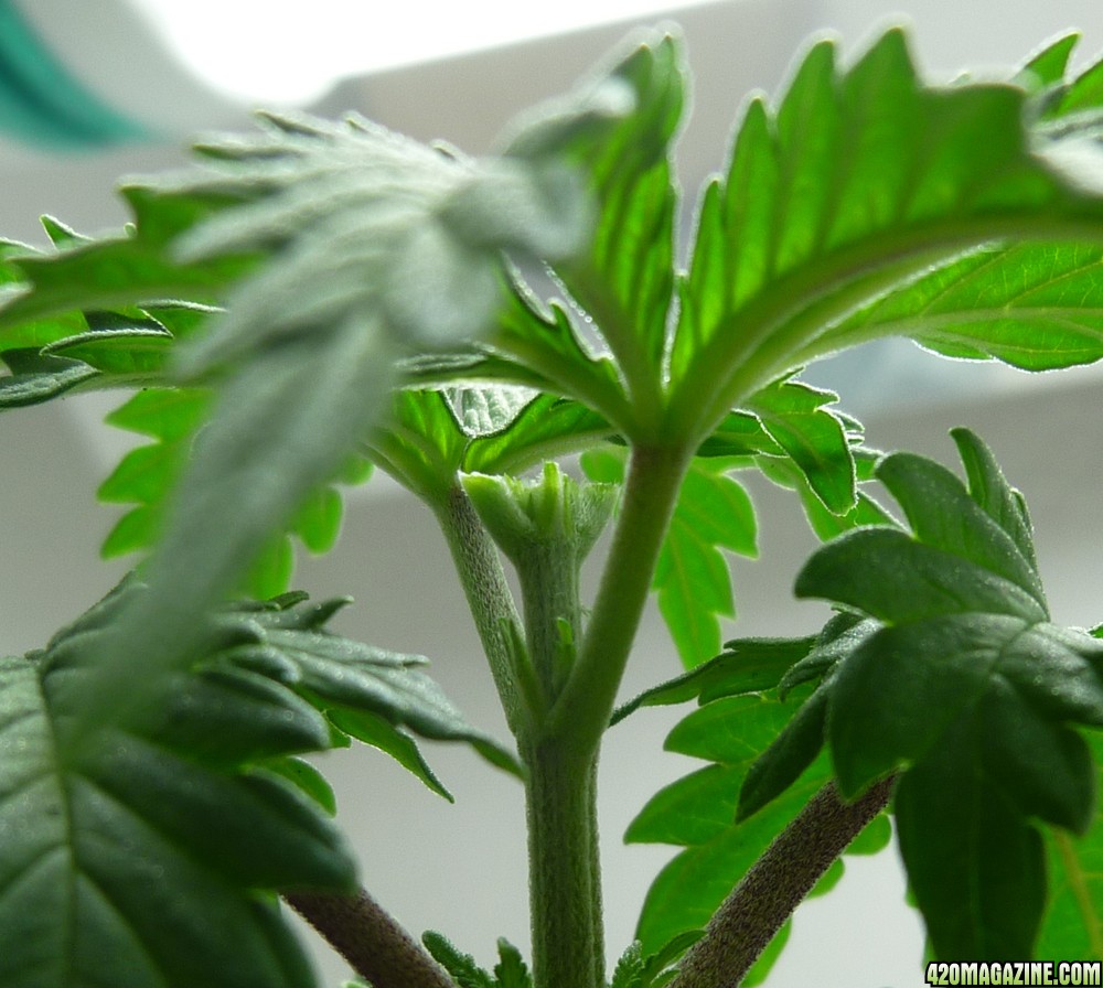day22_veg.JPG