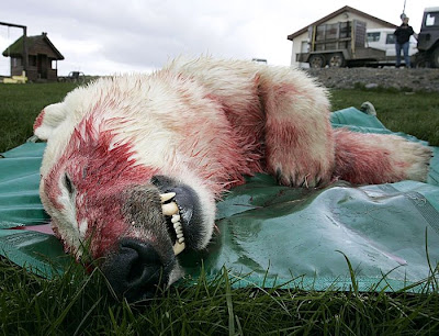 dead+polarbear.jpg