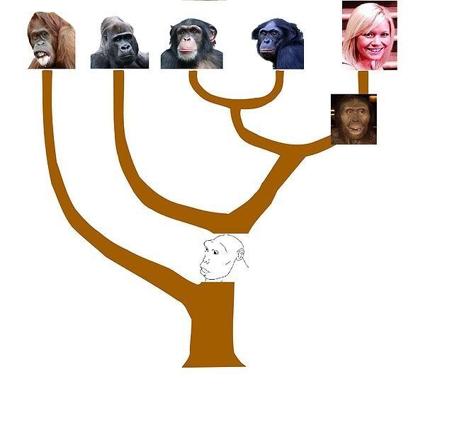 655px-Ape_and_Human_Evolution_Tree.jpg