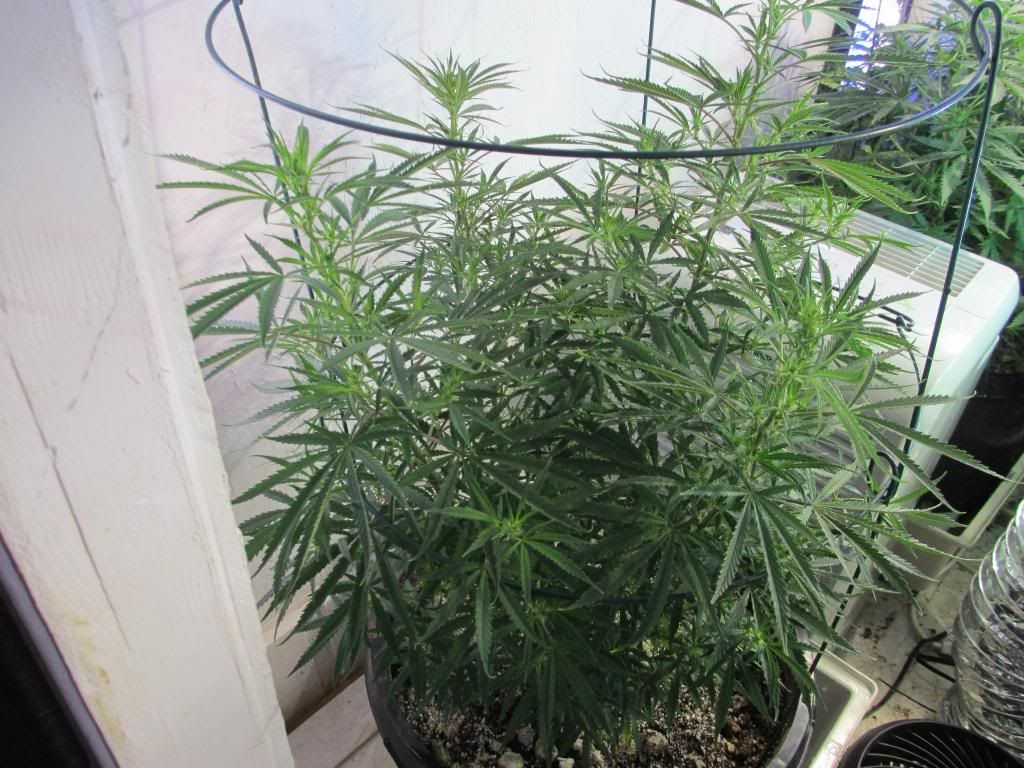 1stweekflower003_zps57981184.jpg