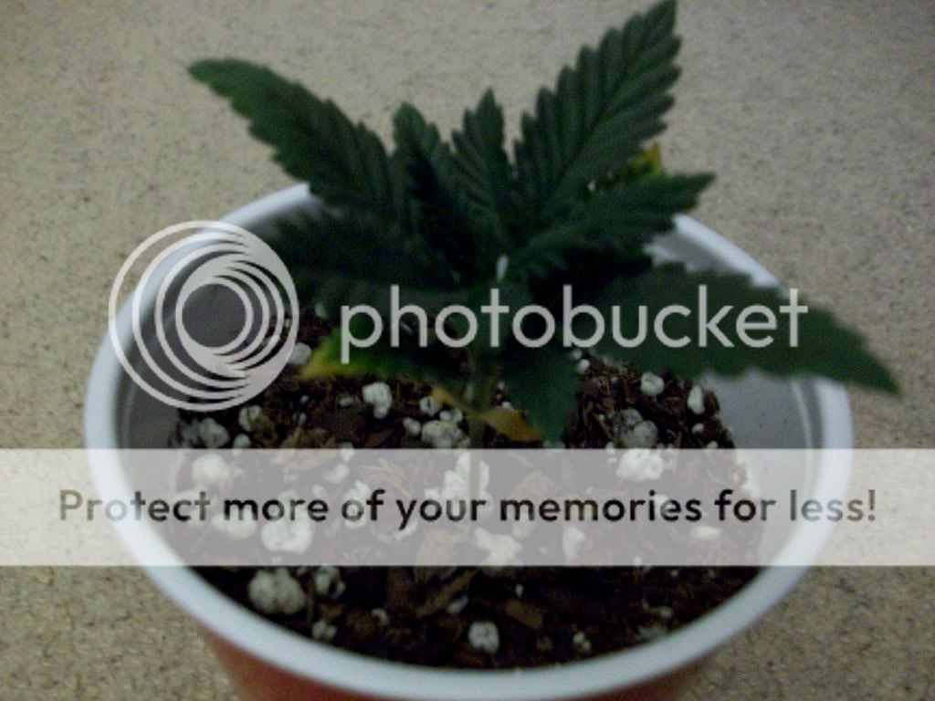 Weed2.jpg