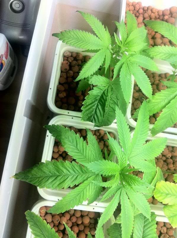grow141.jpg