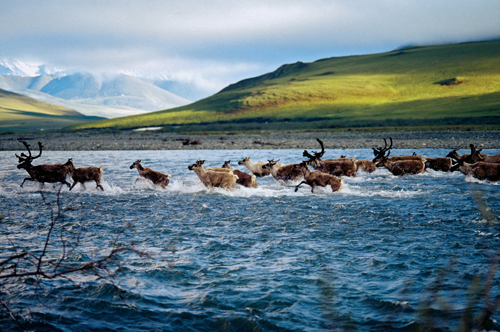 01_COVER_CARIBOU_LARGE.jpg