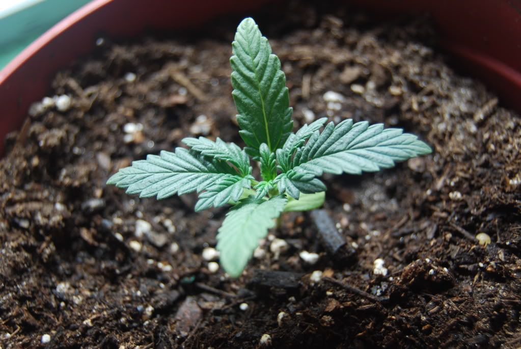 weednigga5014.jpg