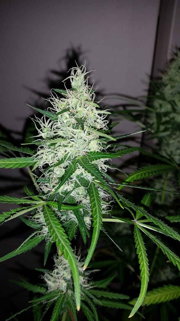 skunk1-1nug_zpscw85uwvf.jpg