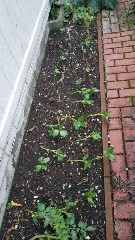 garden11202021b.jpg