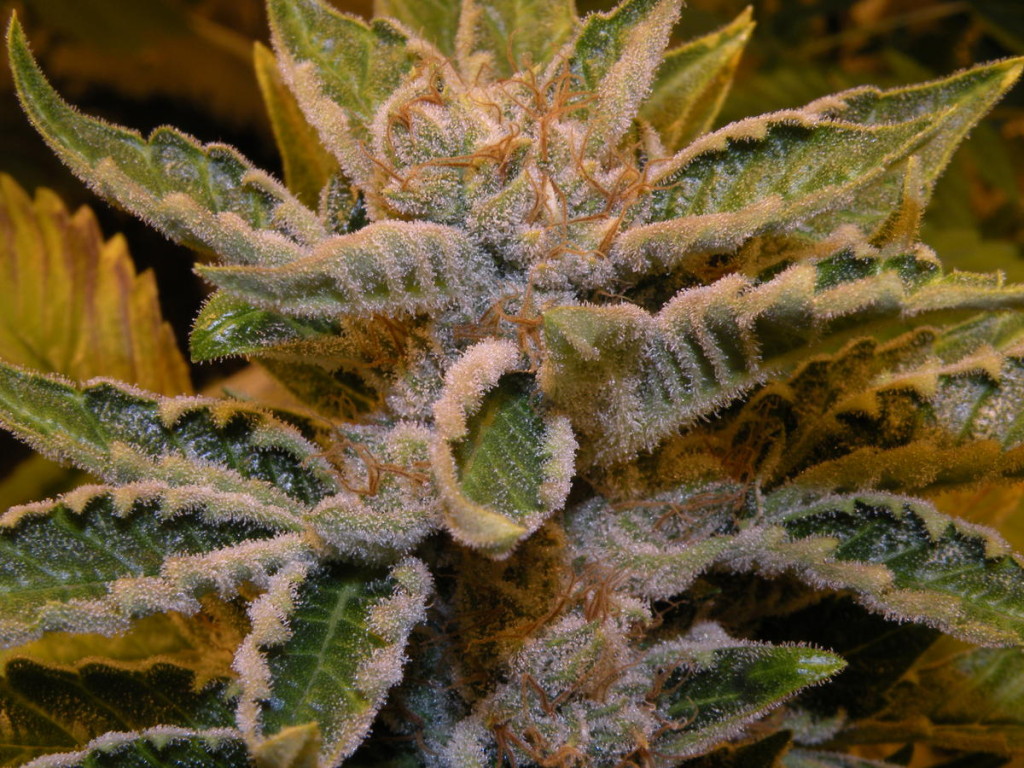 the-white-wedd-strain.jpg