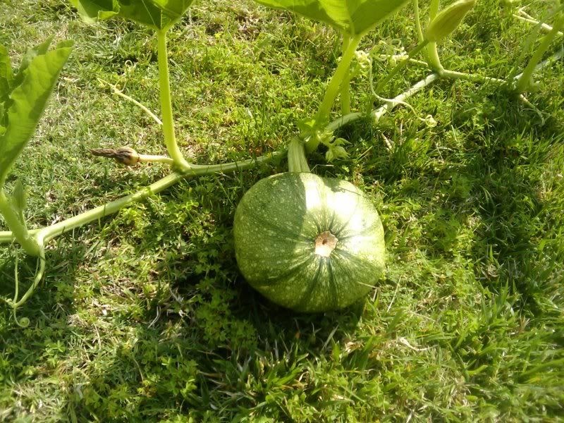2009-08-11_101102.jpg